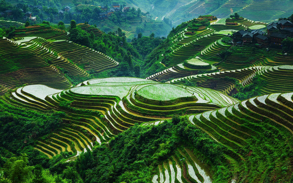 Paysage de rizières dans le Guangxi