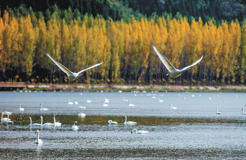 La zone humide du fleuve Jaune dans le comté de Pinglu est maintenant un habitat d'oiseaux migrateurs comme les cygnes, grâce à son environnement amélioré. (China Daily / Liu Wenli)