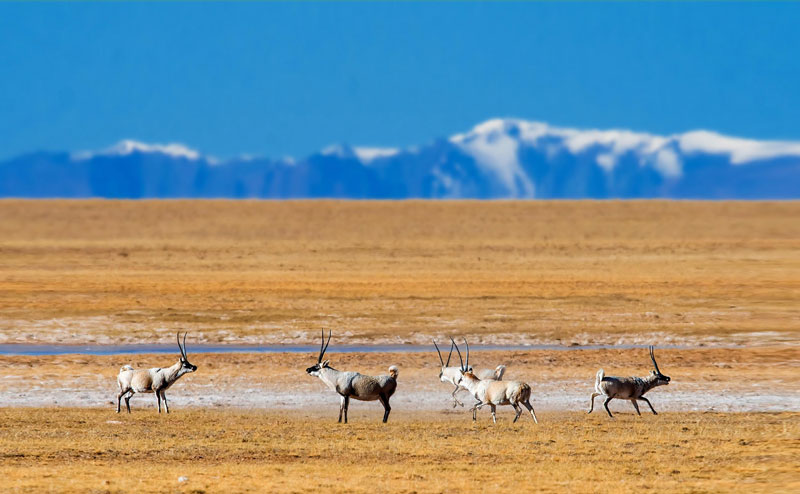 Antilopes du Tibet