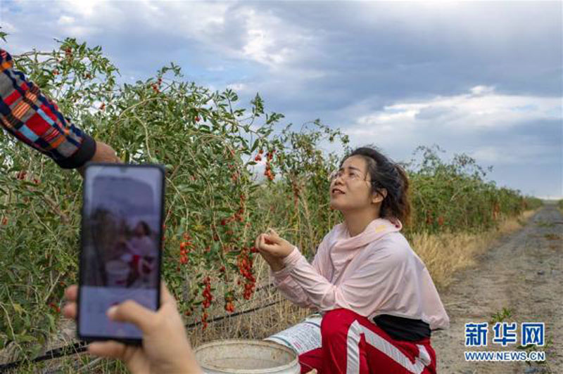 Zhu Hongmei présente des baies de goji de Jinghe, dans la région autonome ouïghoure du Xinjiang (nord-ouest), le 11 juillet 2020 (Photo: Hu Huhu/Xinhua)