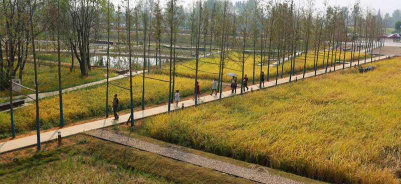 Shenyang Architectural University Campus by Turenscape – Rice Campus (2004 – Shenyang – Chine) 