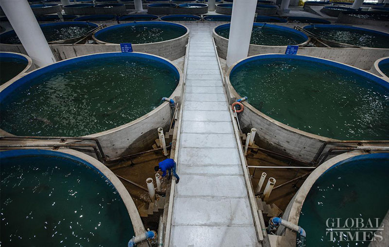 Bassins d'élevage d'esturgeons chinois au Centre de protection des poissons rares de la Société des Trois Gorges. Photo:Li Hao/GT
