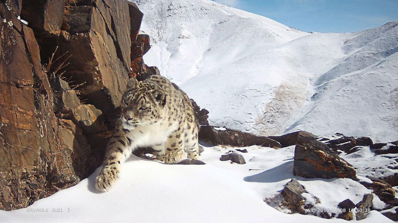 Traçage du léopard des neiges dans la réserve naturelle « SanJiangYuan » au Qinghai