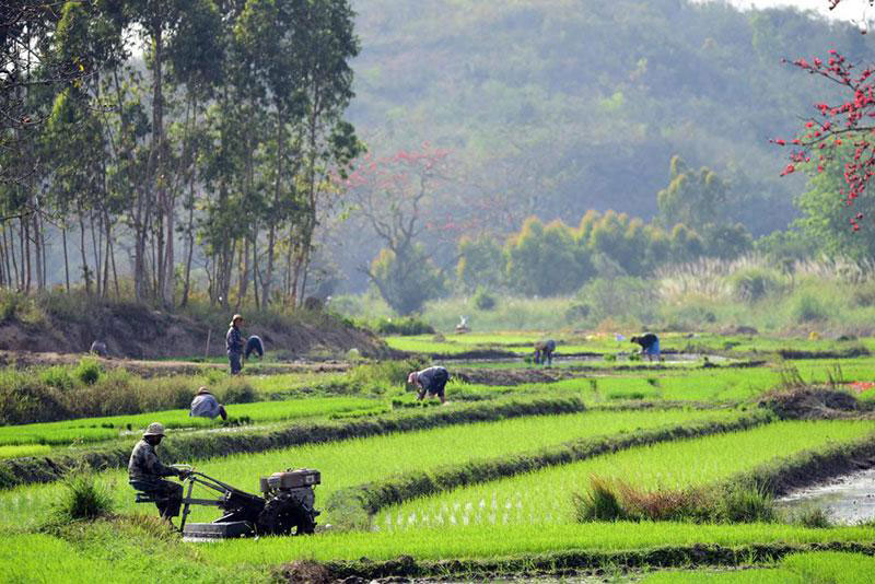 Des producteurs de l’ethnie Li travaillent sur leurs champs dans le village de Pai'an (Hainandao, dans le sud de la Chine, février 2021) 