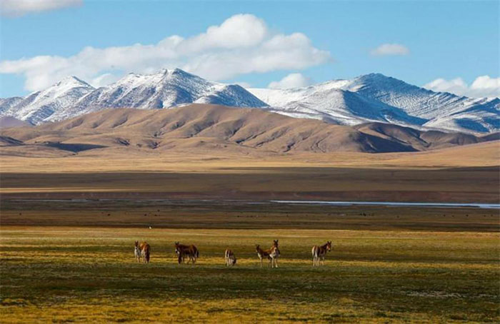 Parc de Sanjiangyuan, Qinghai-Tibet