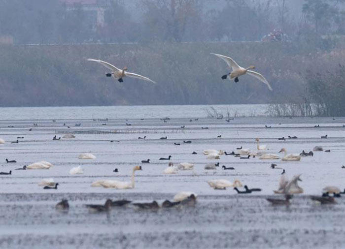 Cygnes et autres oiseaux sur le lac Huangpi, dans la province d’Anhui (Chine), le 13 novembre 2022. GUO CHEN / XINHUA / MAXPPP 