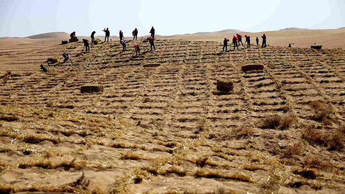 Construction de murs écologiques pour freiner l'avancée du sable dans le Gansu