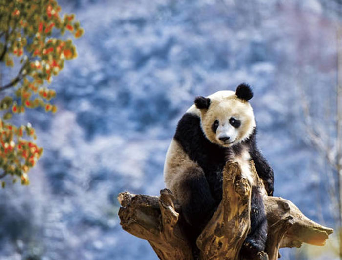 Le 2 février 2022, dans le comté de Wenchuan de la province du Sichuan, un panda géant s'amuse à la base de recherche Shenshuping du centre de recherche et de conservation du panda géant. (Chen Xianlin/Pic.people.com.cn)