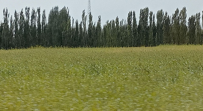 Plantations dans la région de Kucha au Xinjiang