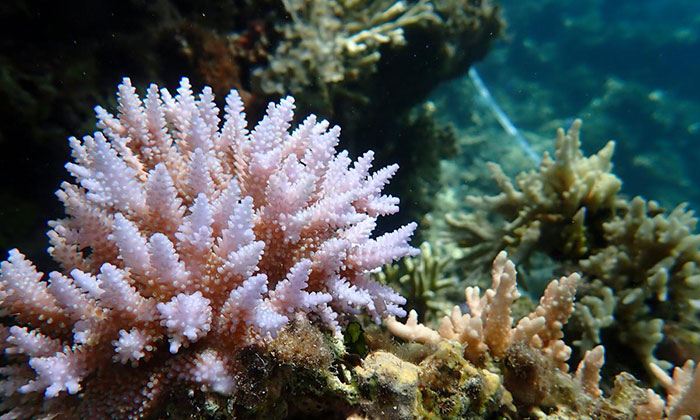 Récifs coralliens en pleine croissance dans le lagon de l'île Huangyan Photo : Avec l'aimable autorisation de l'Institut des sciences environnementales de Chine du Sud, dépendant du ministère chinois de l'Écologie et de l'Environnement 