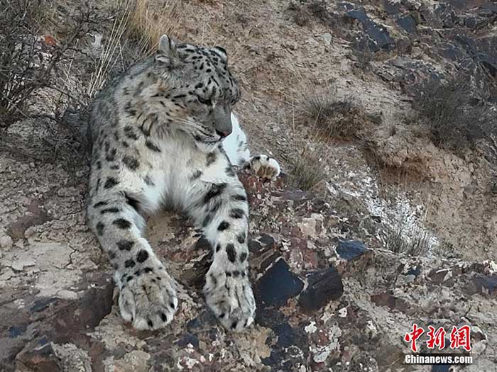 la panthère des neiges, une espèce protégée de première classe en Chine la panthère des neiges, une espèce protégée de première classe en Chinela panthère desla panthère des neiges, une espèce protégée de première classe en Chine