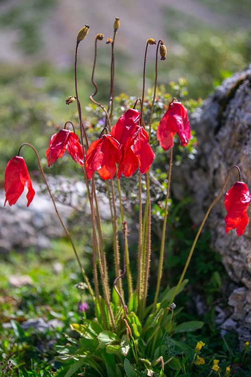 Méconopsis à fleurs rouges Méconopsis à fleurs rouges