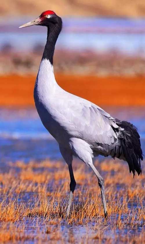 grue à cou noir grue à cou noir