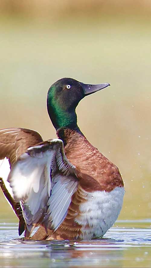 Fuligule de Baer Fuligule de Baer