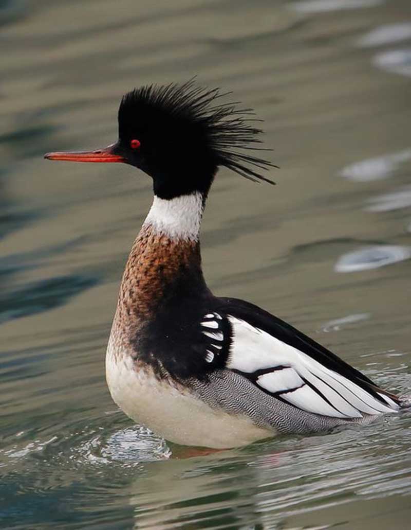 Harle bièvre Harle bièvre