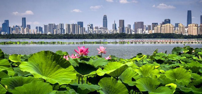 Fleurs de lotus sur le lac de l'Est à Wuhan, photo Xinhua.