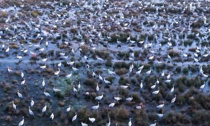 Grues à cou noir et autres oiseaux sauvages dans la réserve naturelle nationale de Caohai, district autonome Yi-Hui-Miao de Weining – Photo Xinhua