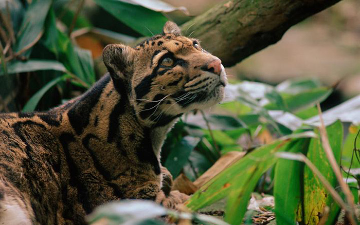 La panthère nébuleuse, également appelée panthère longibande, est difficile à observer dans la nature car très discrète. Elle est actuellement une espèce menacée. 