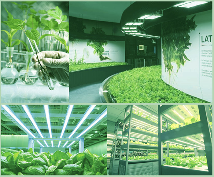 Un aperçu de l'usine à légumes Pulante à Hebei (photo du site de Pulante) 